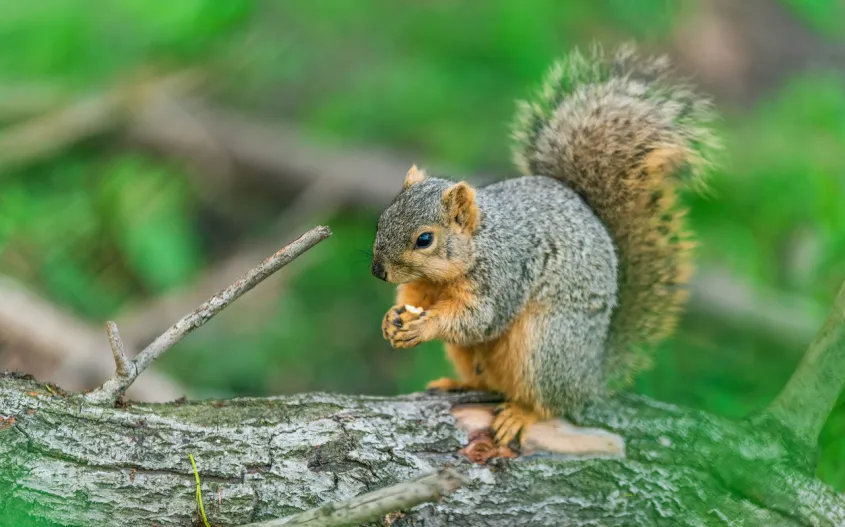 squirrel on a tree branch with a nut in its hand.  hiking in nature, animals to look for