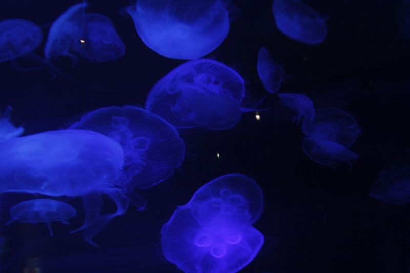 Chattanooga Aquarium Jelly Fish Exhibit; jellyfish glowing in the dark