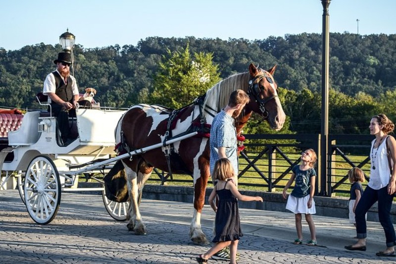 Horse and Carriage in Chattanooga Tennessee.  Downtown Chattanooga Horse and Carriage Tour 