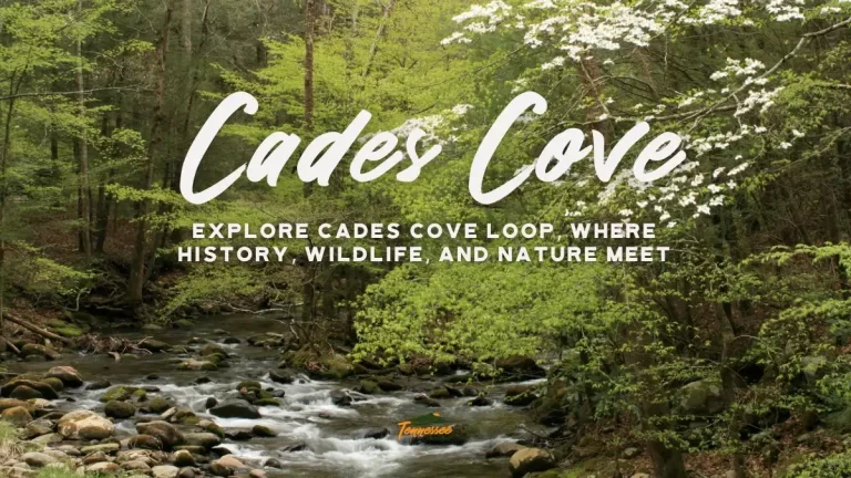 Cades Cove - where history, wildlife, and nature meet.