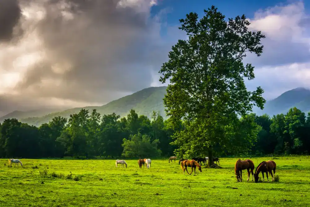 Horses grazing in a valley field along a scenic drive in the Smoky Mountains.