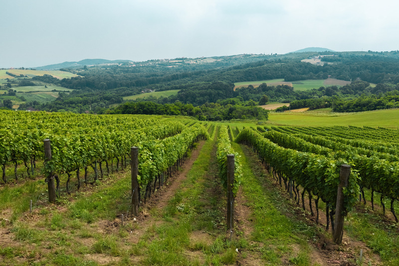 Wineries in East Tennessee, Rows in a Vineyard with mountains in view, Great Valley Wine Trail