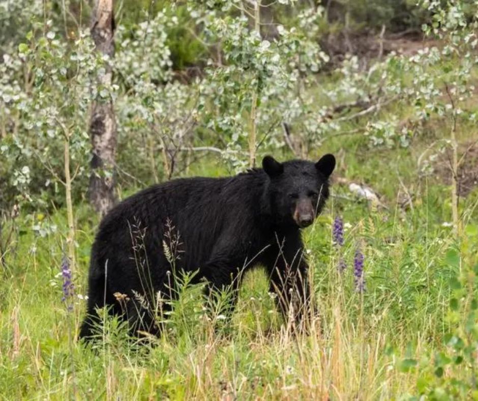 Tennessee Black Bear in the Smokies