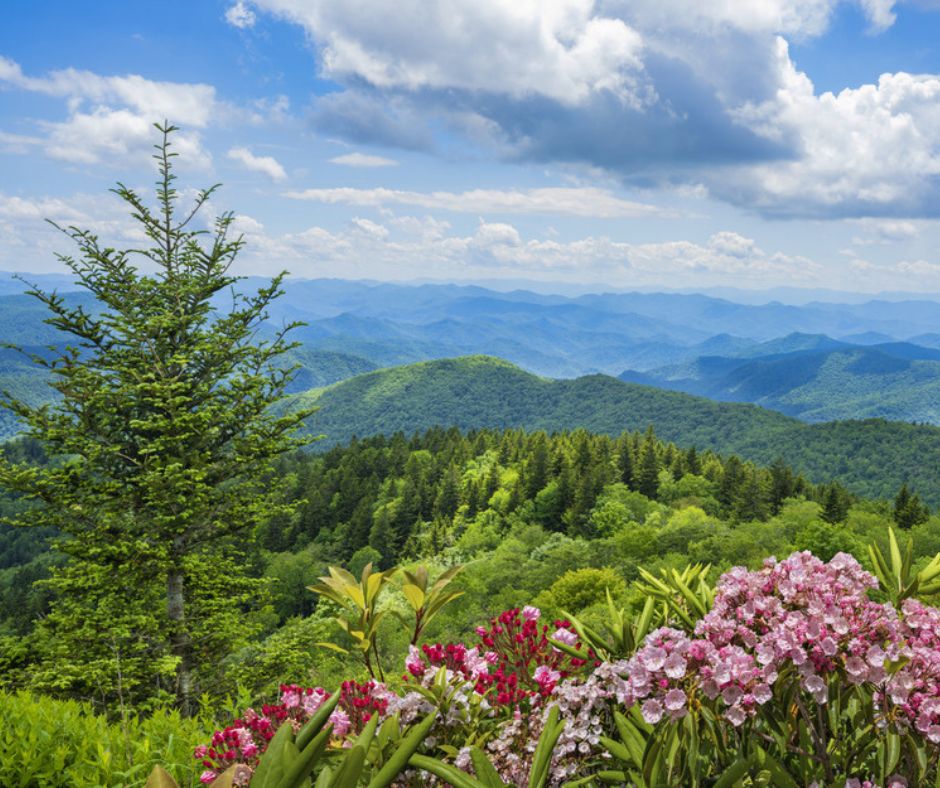 East Tennessee, Smoky Mountains, Views of mountains with flowers