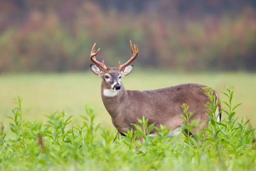 White-tailed deer buck standing in a grassy meadow in the Smoky Mountains