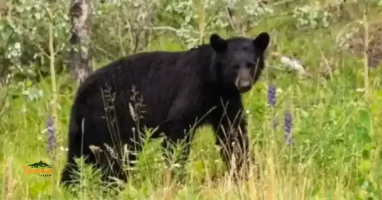 Black bear in the Great Smoky Mountains – featured in a complete wildlife guide to the Smokies