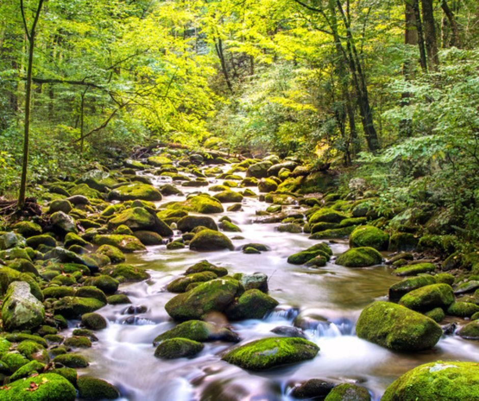 the Great Smoky Mountains Stream.  Be Aware of wildlife