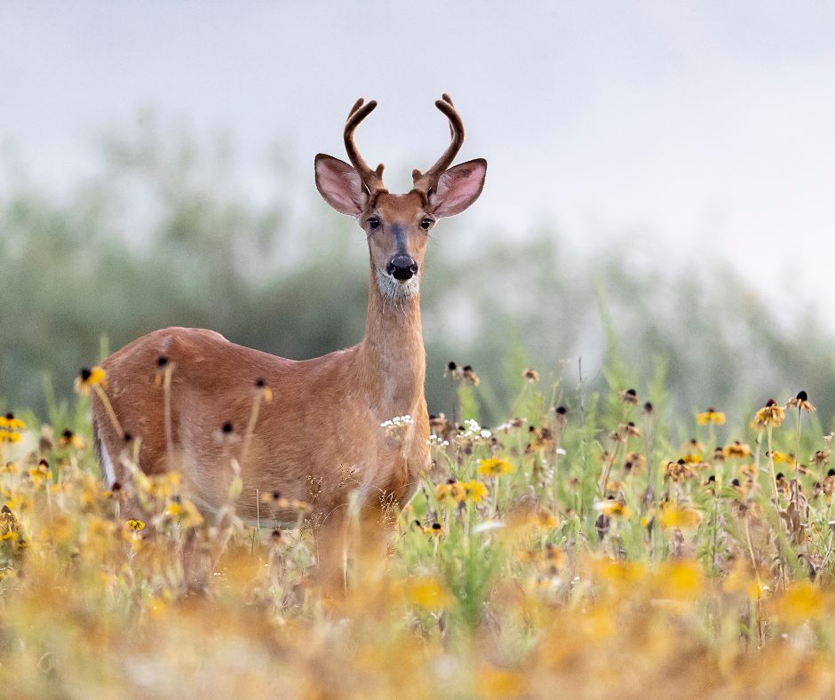 White-tailed deer in the Smoky Mountains. Wildlife Awareness is important.