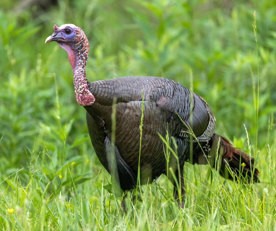 Wild turkey in the Smoky Mountains; Wildlife awareness