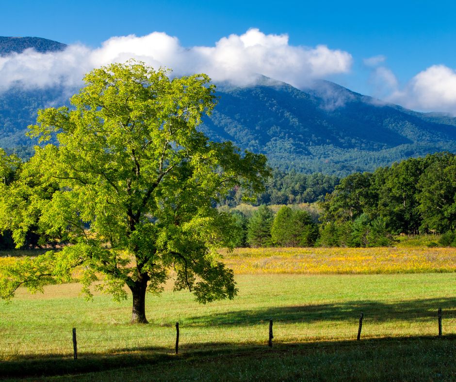 Cades Cove, Great Smoky Mountains, Field with fence and mountains in view