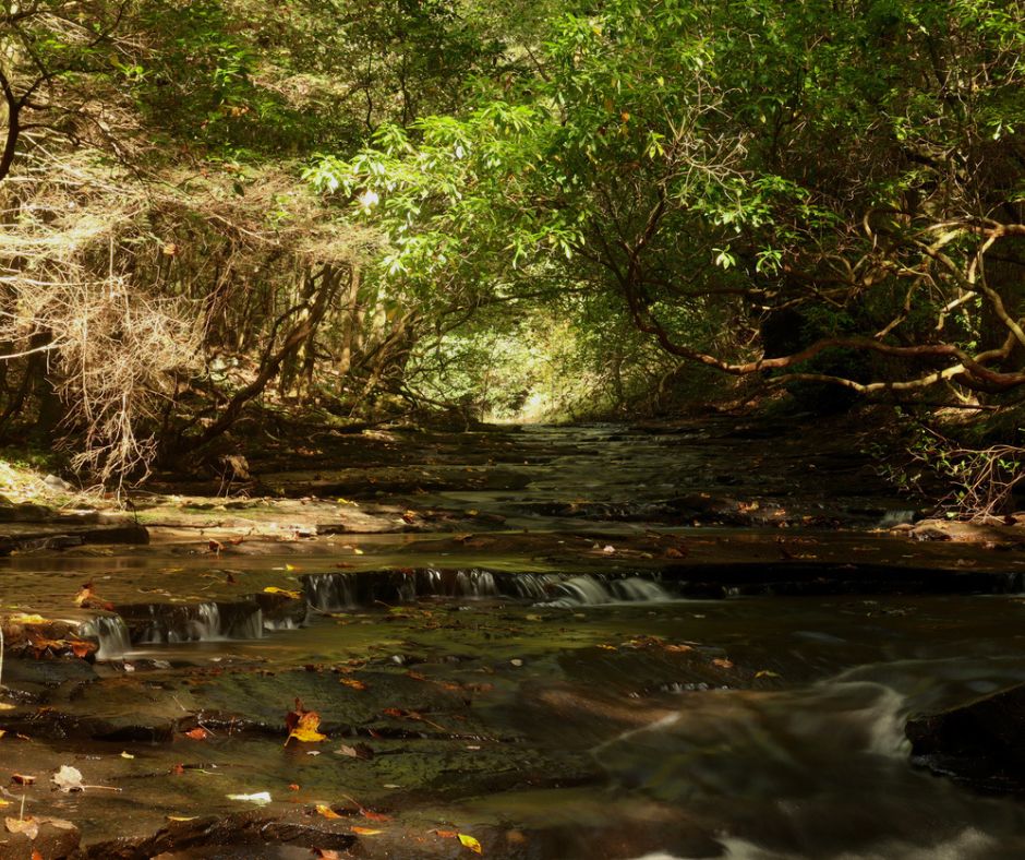 Fiery Gizzard Trail