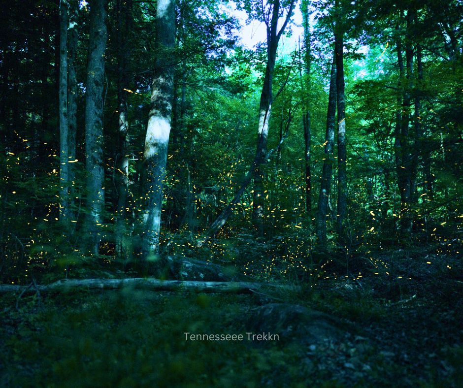 Synchronous fireflies lighting up the forest at Elkmont in the Great Smoky Mountains National Park.