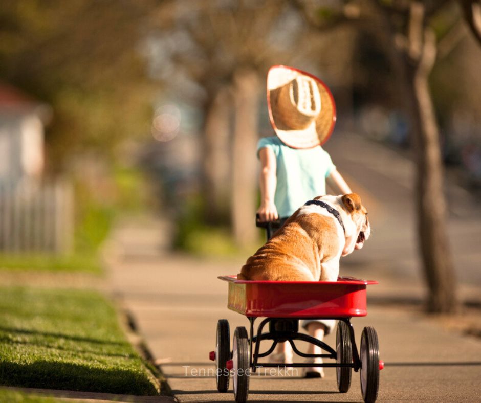 A boy pulling his dog in a red wagon, showing how outdoor gifts for kids inspire fun and adventure.