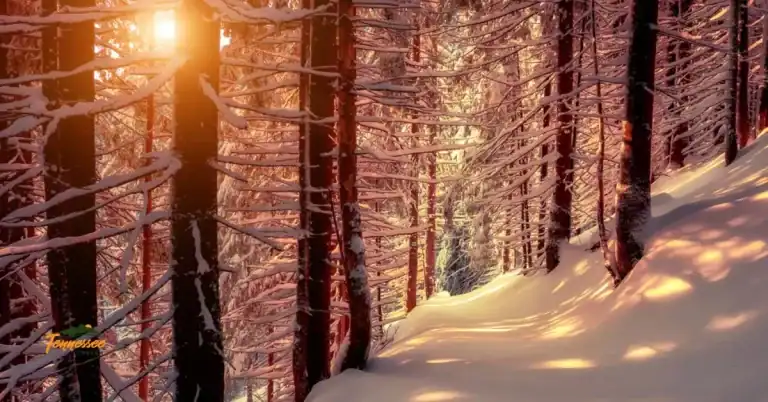 Winter trail in the Smoky Mountains representing Christmas hikes and outdoor adventures for holiday visitors in Tennessee.