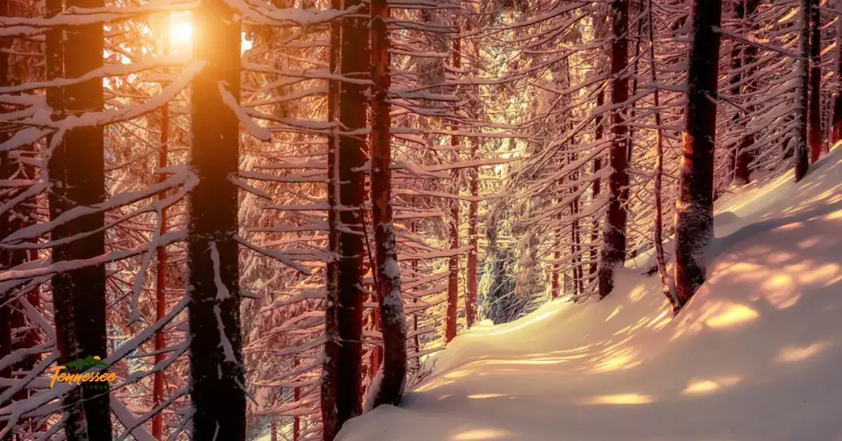 Winter trail in the Smoky Mountains representing Christmas hikes and outdoor adventures for holiday visitors in Tennessee.