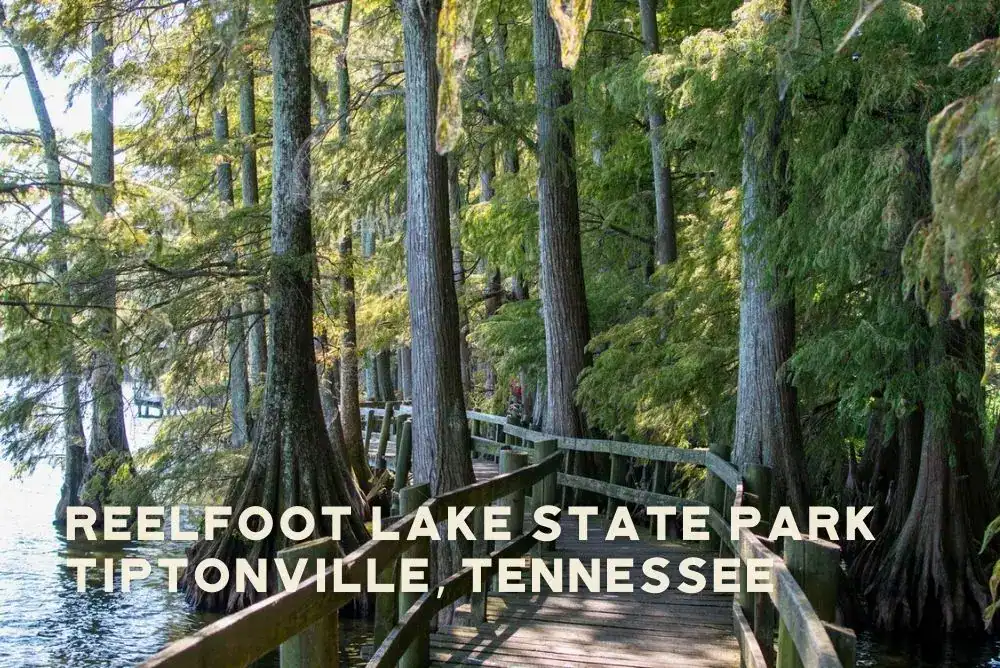 Walkway bridge over the water at Reelfoot Lake State Park in Tiptonville, TN, part of Tennessee State Parks