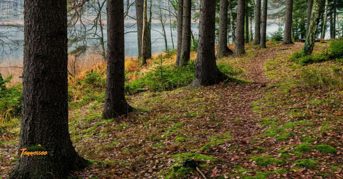 Scenic trail beside Norris Lake in Tennessee, showcasing one of the hiking trails at Norris Dam State Park with lake and forest views.
