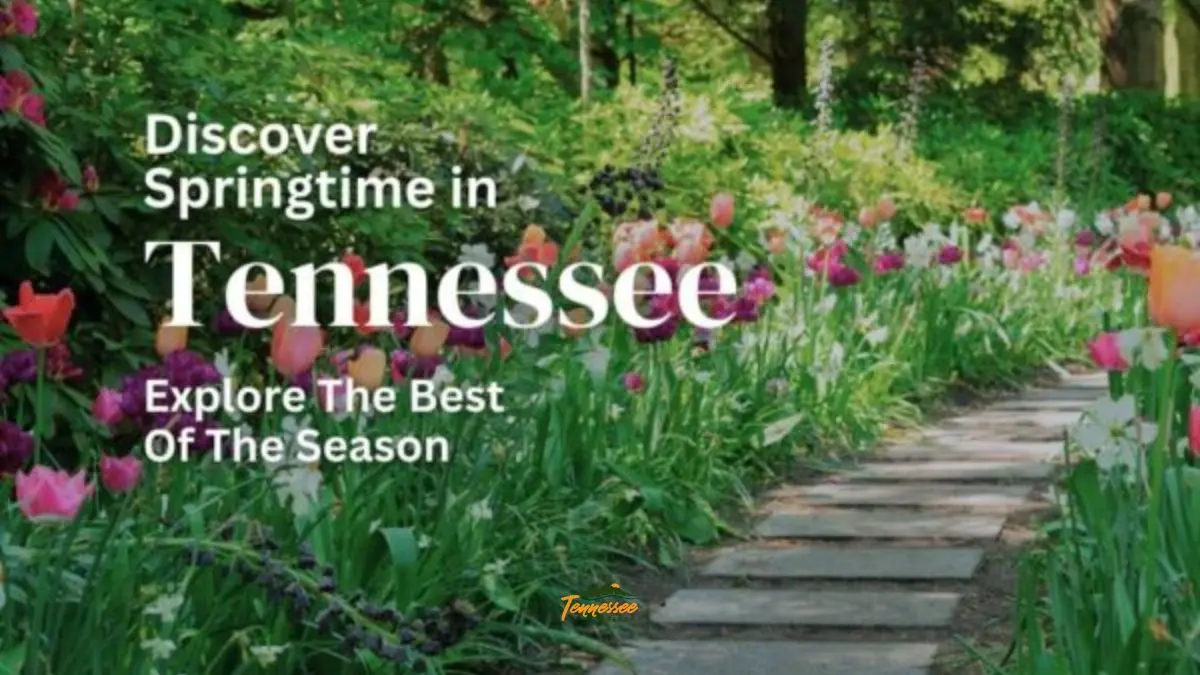 Beautiful path of flowers. Discover springtime in Tennessee.