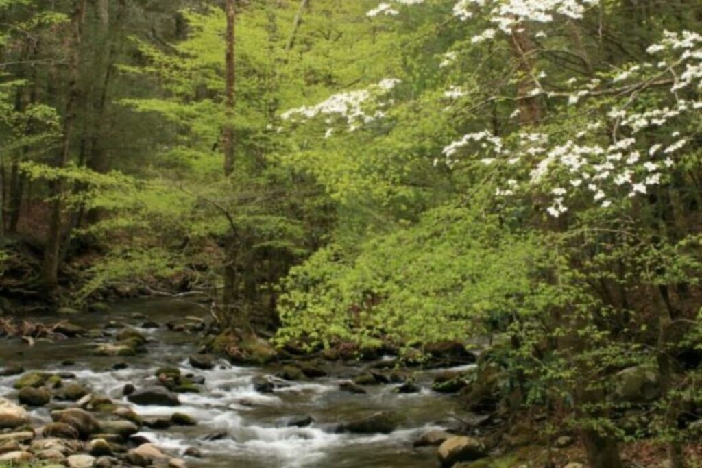 Mountain creek surrounded by blooming dogwood trees during spring in Tennessee