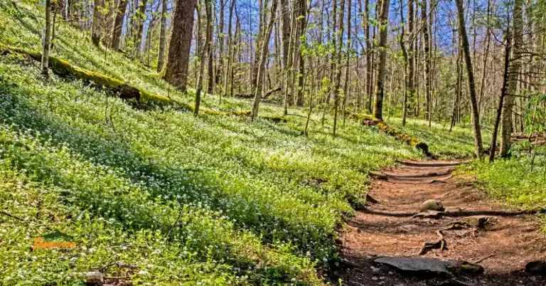 Hiking trail in the Smoky Mountains lined with spring wildflowers — perfect for exploring spring hiking trails in Tennessee’s national park.