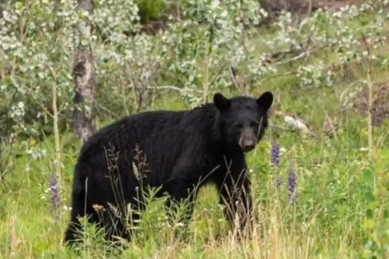 Smoky Mountains Wildlife: Black Bear