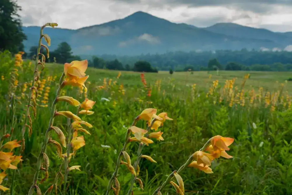 Yellow wildflowers blooming in Cades Cove valley with Smoky Mountains rising in the distance