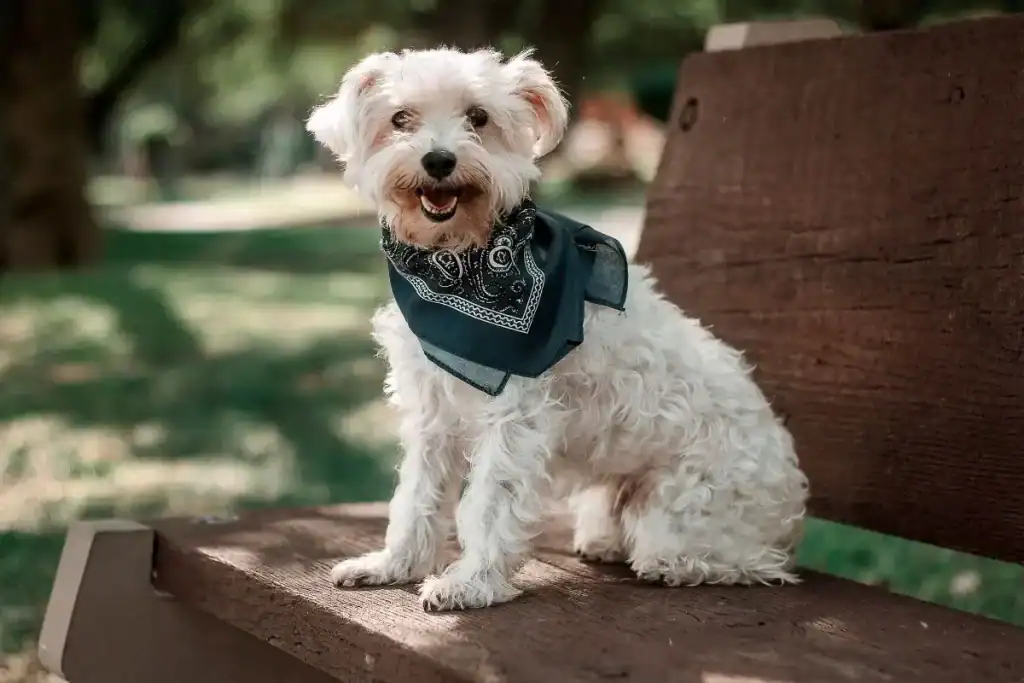 Happy dog in a bandana—perfect companion for your pet-friendly  getaway.