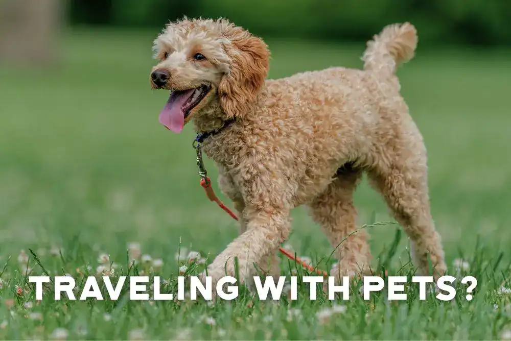 Light brown dog standing in grass, shown for travelers looking for pet-friendly cabins in the Smoky Mountains

