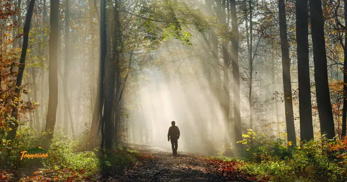 Man hiking on forest trail in the Smoky Mountains, practicing Leave No Trace principles to protect Tennessee's national park.