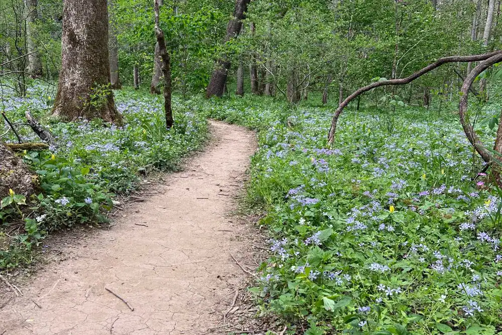 Smoky Mountains wildflowers blooming in spring along the side of a hiking trail, untouched as part of Leave No Trace practices.

