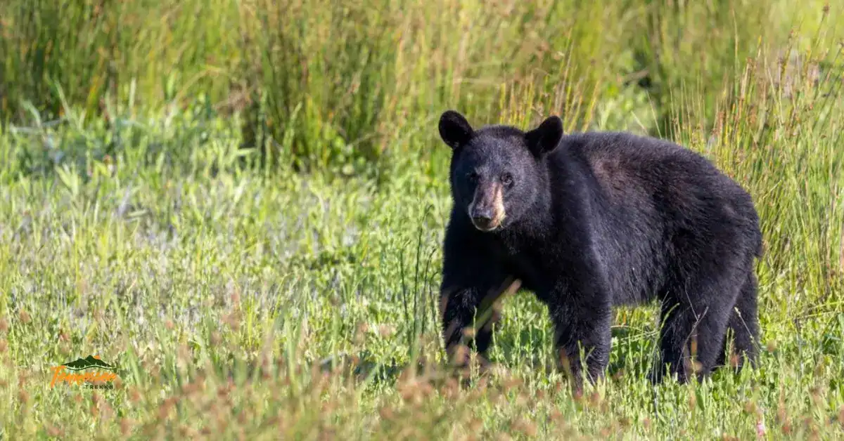 Black bear in the Smoky Mountains standing in a grassy area