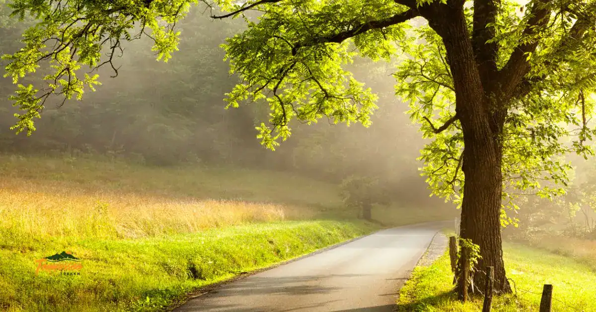 Cades Cove Loop Road in the Smoky Mountains with a large tree beside the paved road.