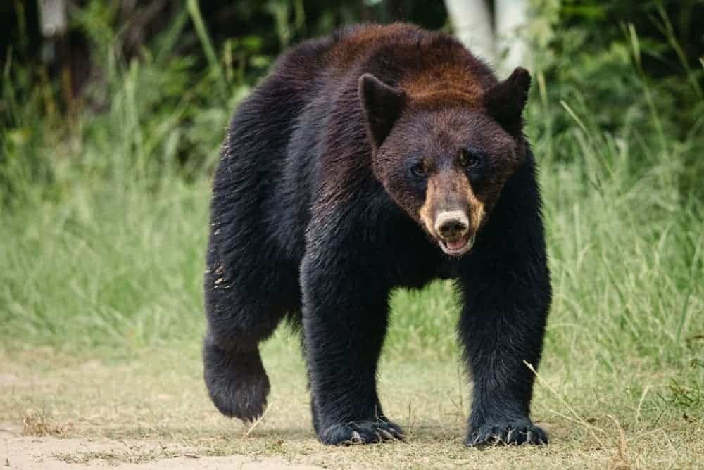 Large Black Bear in the Great Smoky Mouontains Park