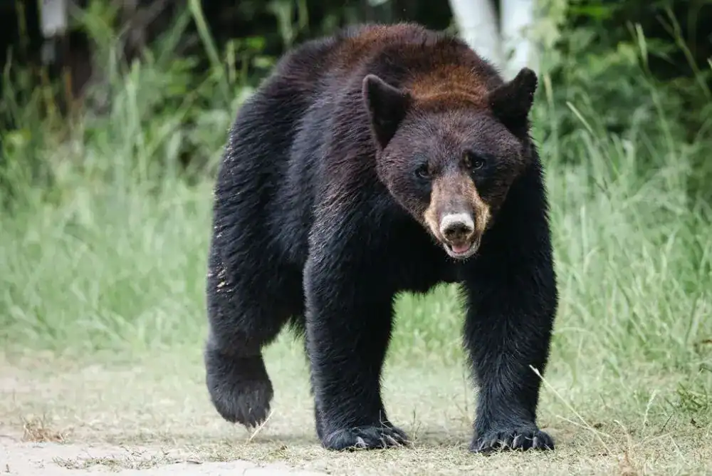 Black bear walking through the forest in the Tennessee mountains