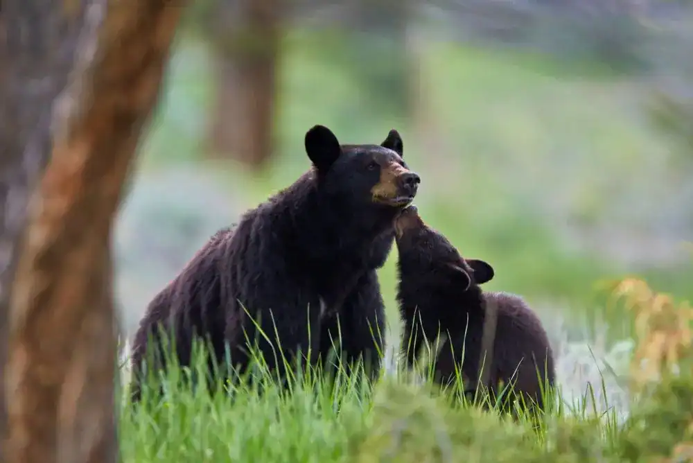 Black bear and cub in tall grass in the Smoky Mountains

