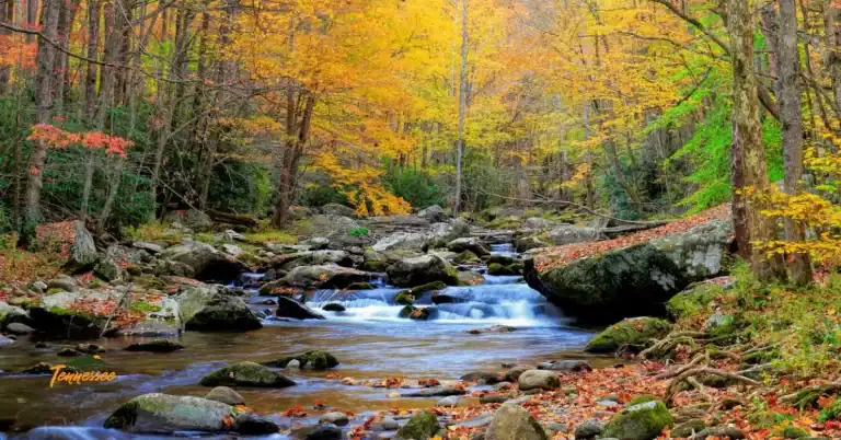 Beautiful Smoky Mountains views with colorful trees and a river running during a camping trip in Cades Cove.