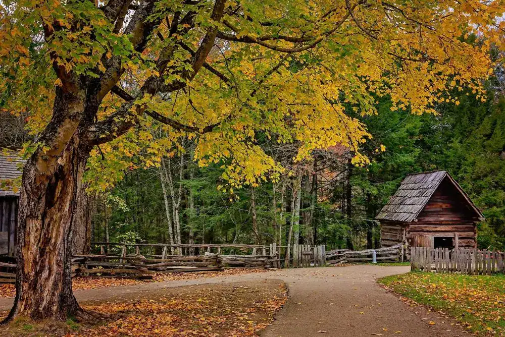 Fall color surrounds a historic log cabin along Cades Cove Loop Road in Great Smoky Mountains National Park.