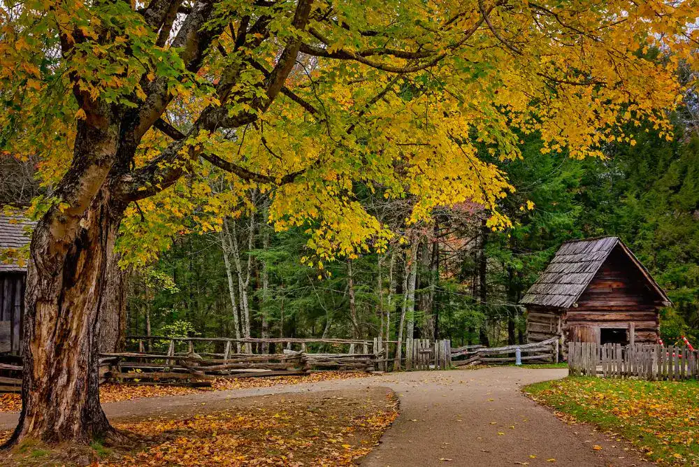Historic log cabin in Cades Cove surrounded by fall colors in Townsend TN