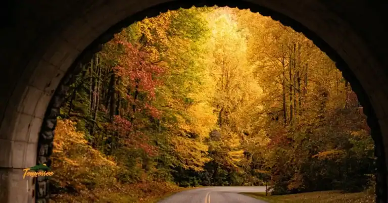 Spectacular fall foilage in Townsend, TN. Smoky Mountain fall colors.