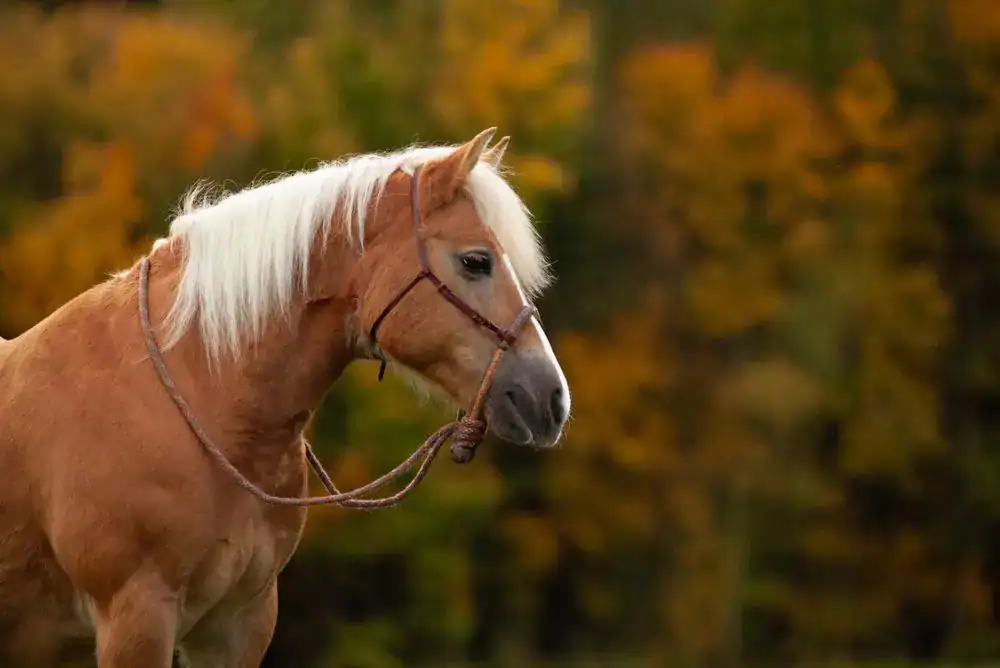 Horse at Cades Cove stables in Townsend TN during fall