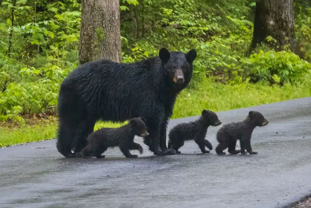 Mama black bear with cubs walking across a road in the Smoky Mountains