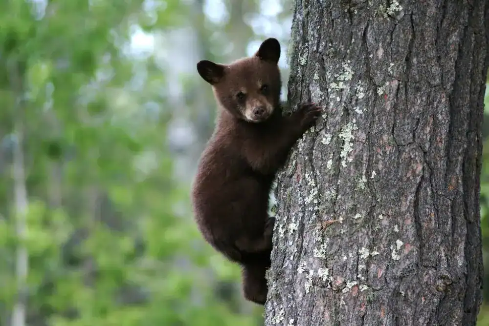 Black bear cub climbing a tree in the Smoky Mountains