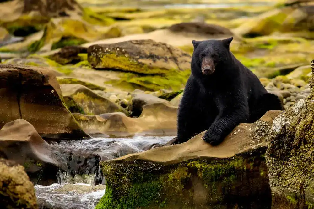 Black bear sitting on a rock in the middle of a stream.