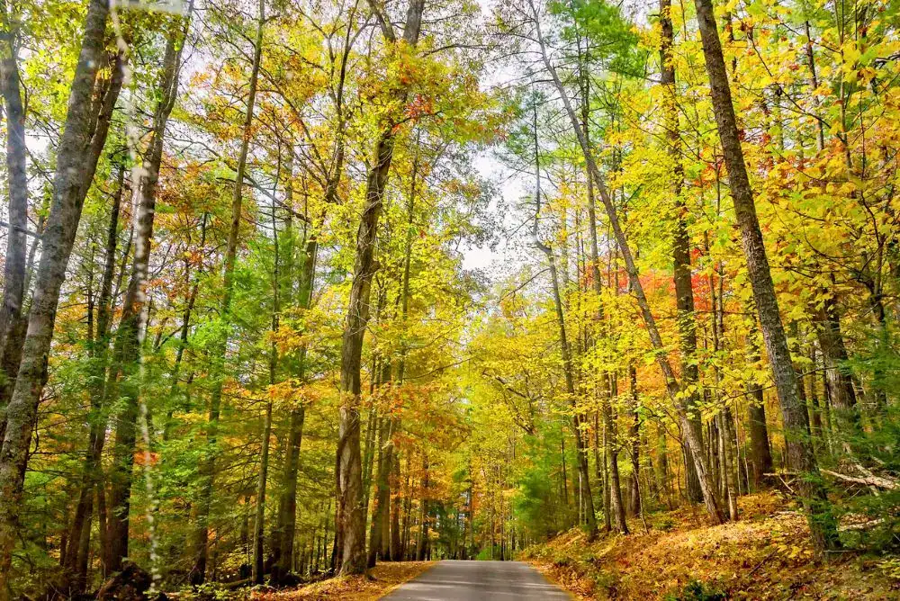Paved road winding through a forest of gold, orange, and green leaves in Cades Cove in the fall.