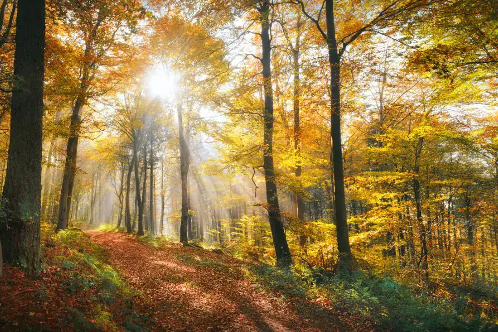 Fall foilage on Smoky Mountain hiking trail.  One of the best times to visit Cades Cove. 