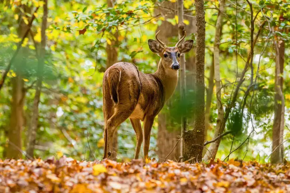 Young white-tailed buck standing among fallen autumn leaves in a Smoky Mountain forest.
