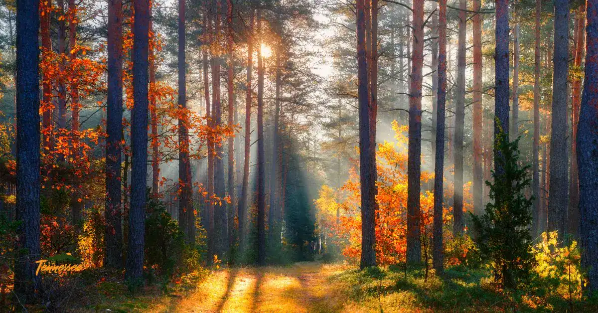 Fall in the Smokies! Experience the best of glamping in the mountains.