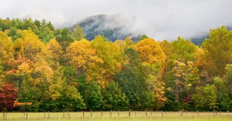 Vibrant fall foliage in Cades Cove, with golden trees and mountain views along the Smoky Mountains loop road.