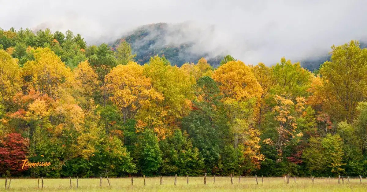 Vibrant fall foliage in Cades Cove, with golden trees and mountain views along the Smoky Mountains loop road.