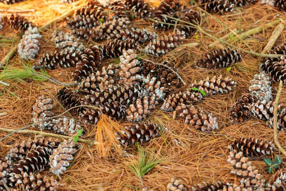 Close-up of pinecones found on a family fall scavenger hunt for kids, part of outdoor adventures and fall family fun in Tennessee.